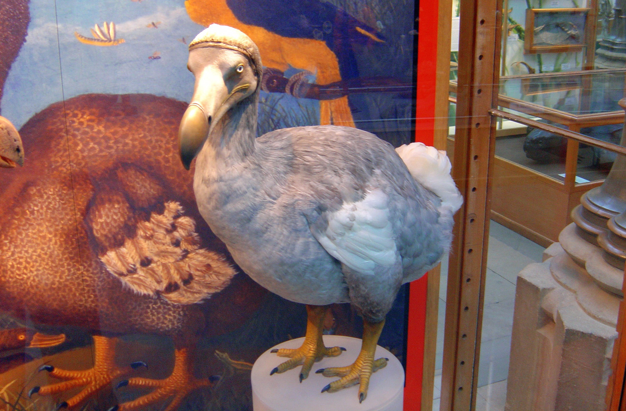 dodo bird
