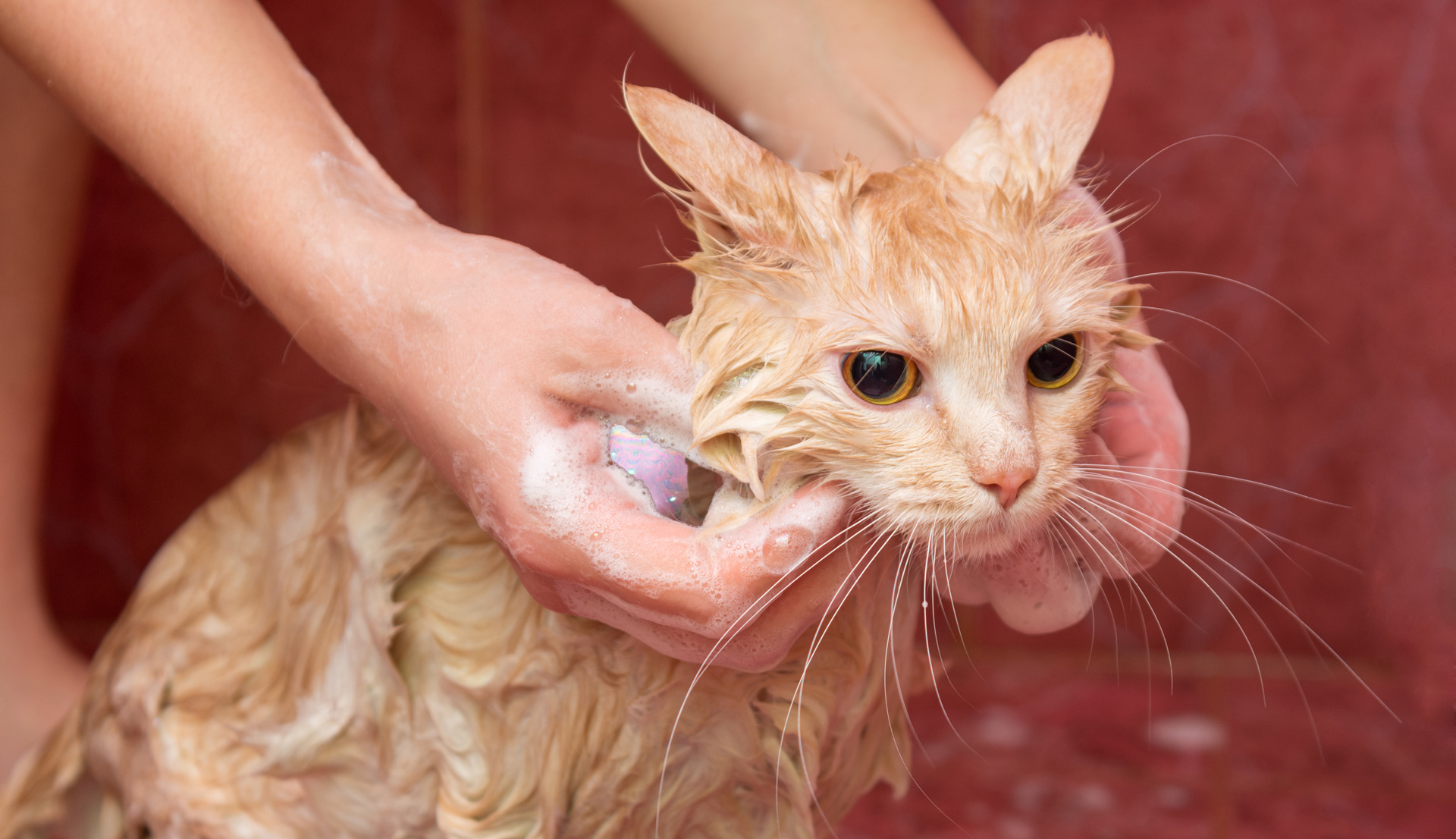 How often should I bathe my cat ?