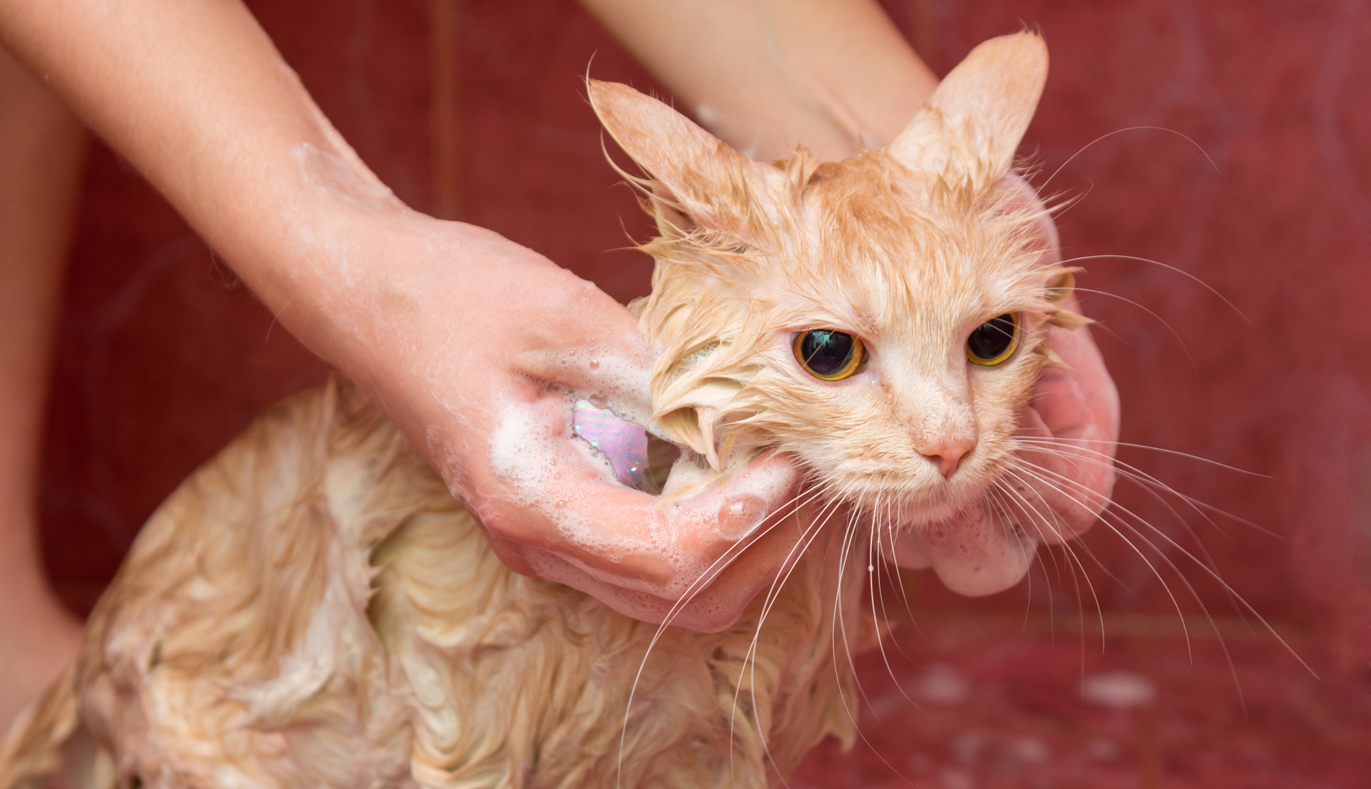 How Often Should I Bathe My Cat ? YoyiPet