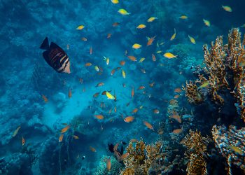 What do small fish eat?