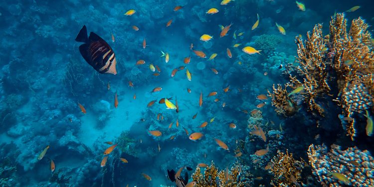 What do small fish eat?