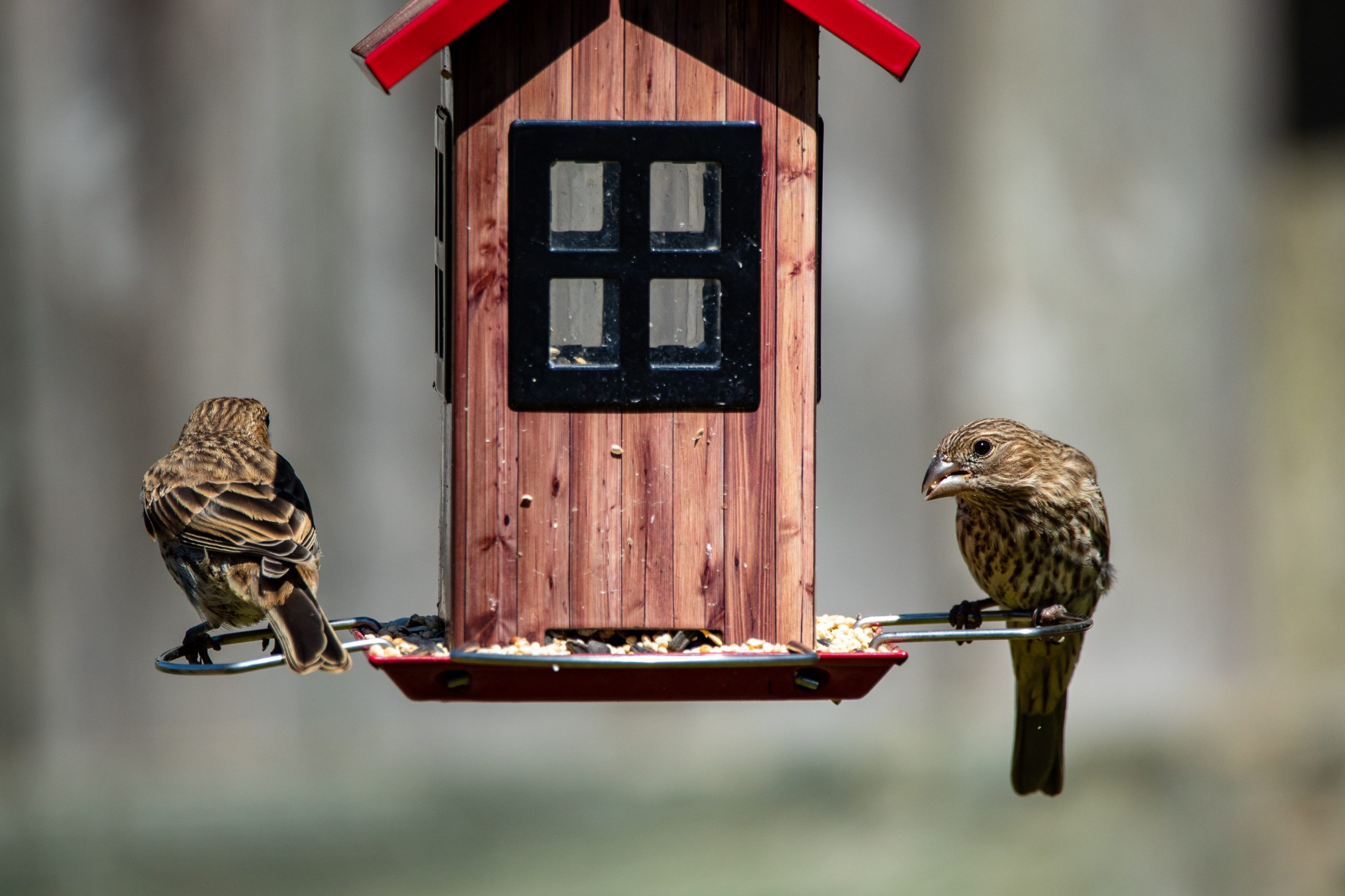 How do birds find bird feeders?