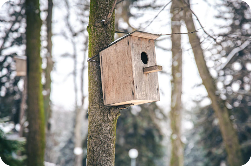 How Do Birds Find Bird Feeders? YoyiPet