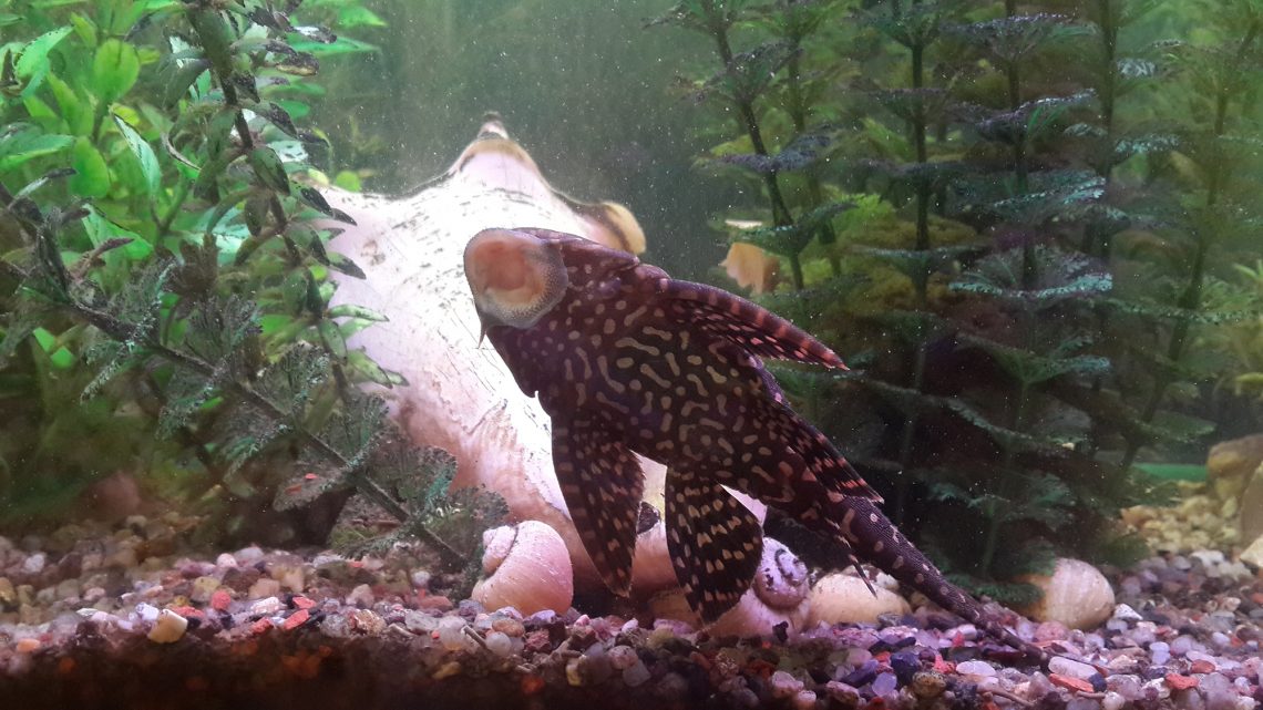 How Do You Clear Up A Cloudy Fish Tank? YoyiPet