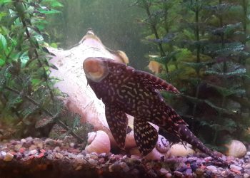 Why is my fish tank cloudy？