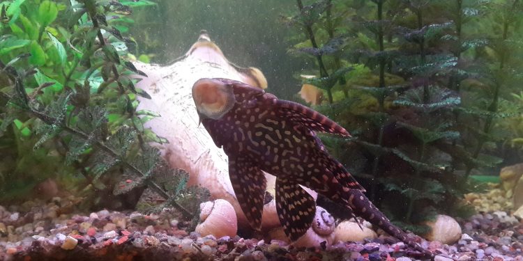 Why is my fish tank cloudy?