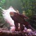 Why is my fish tank cloudy?