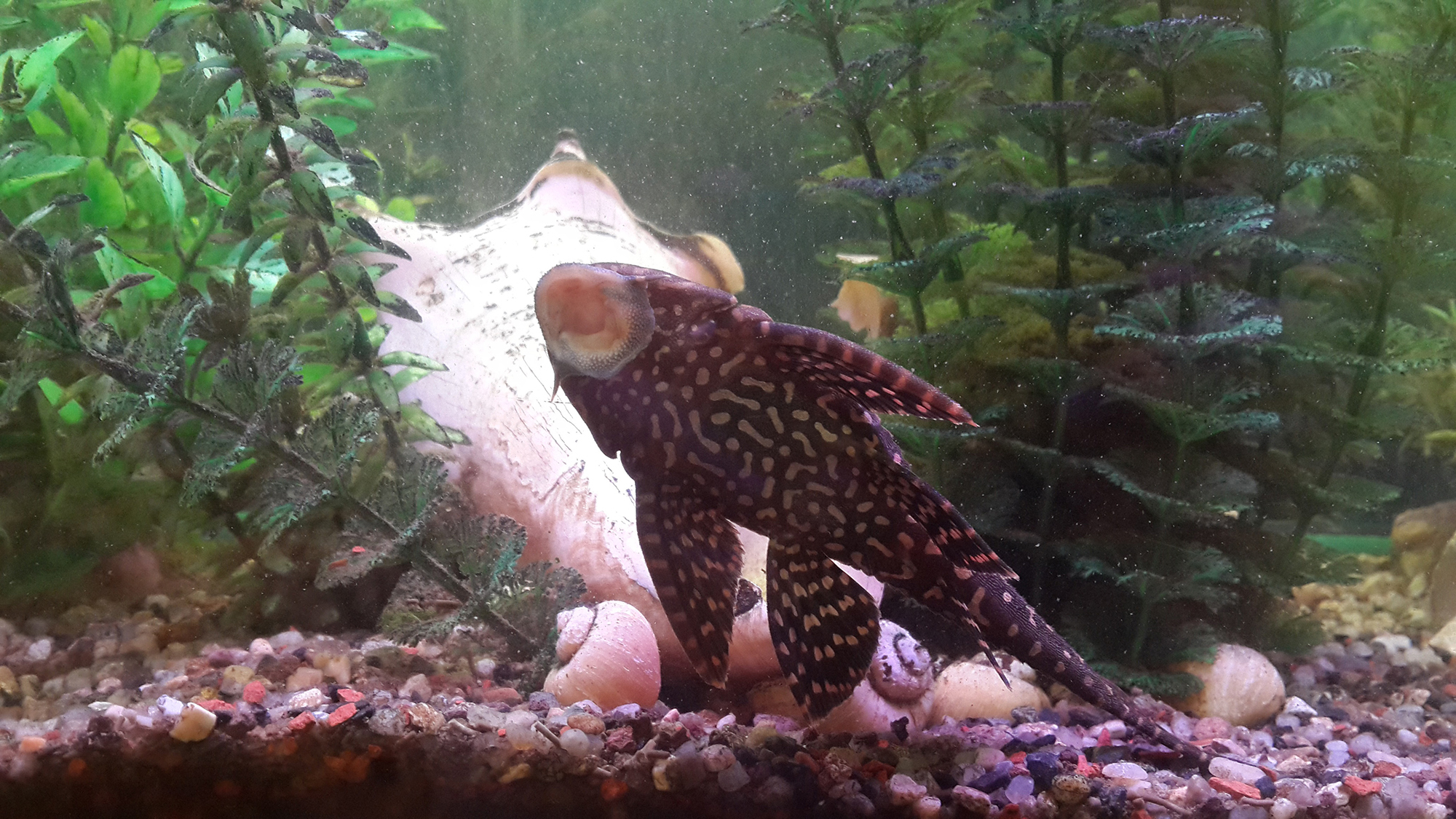 How Do You Clear Up A Cloudy Fish Tank YoyiPet