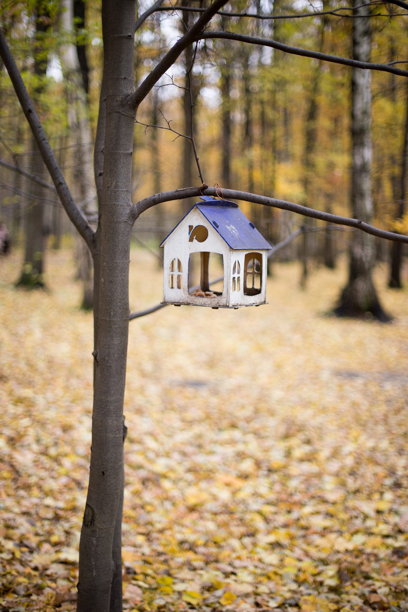 What's the best color for a bird feeder?