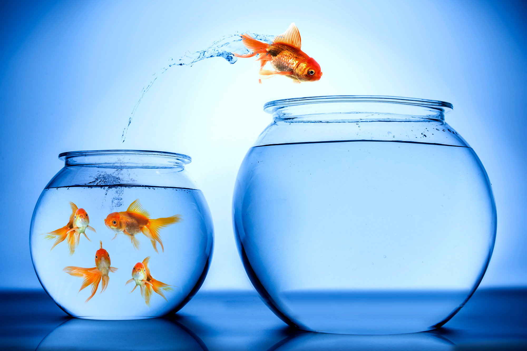 Why do fish jump out of the water?