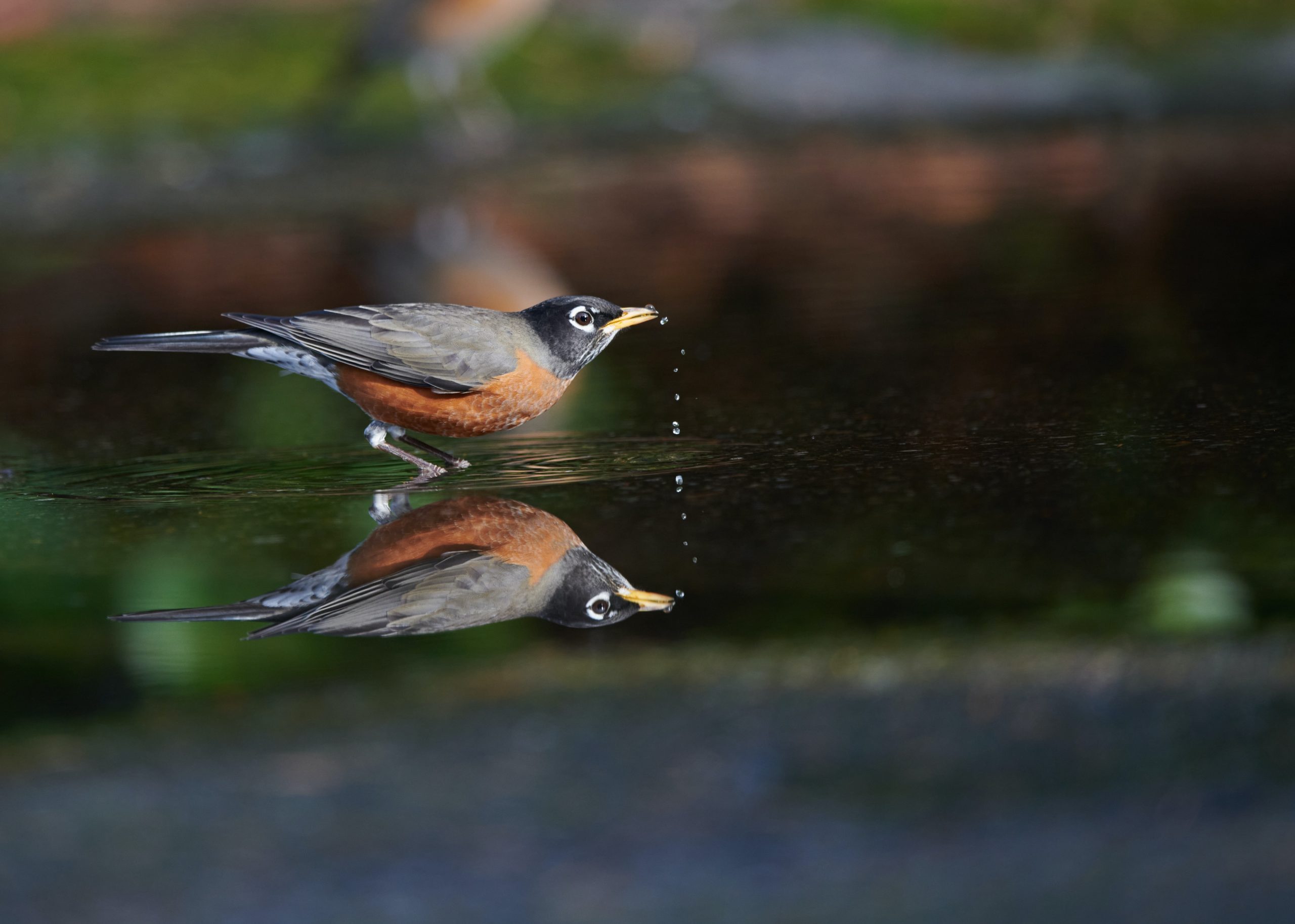 What water is safe for birds?
