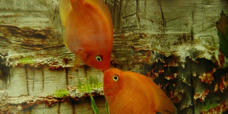 fish