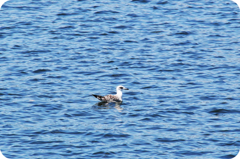 Do Birds Need Water? YoyiPet