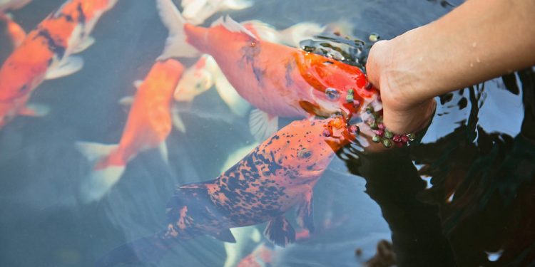 How often do you feed fish