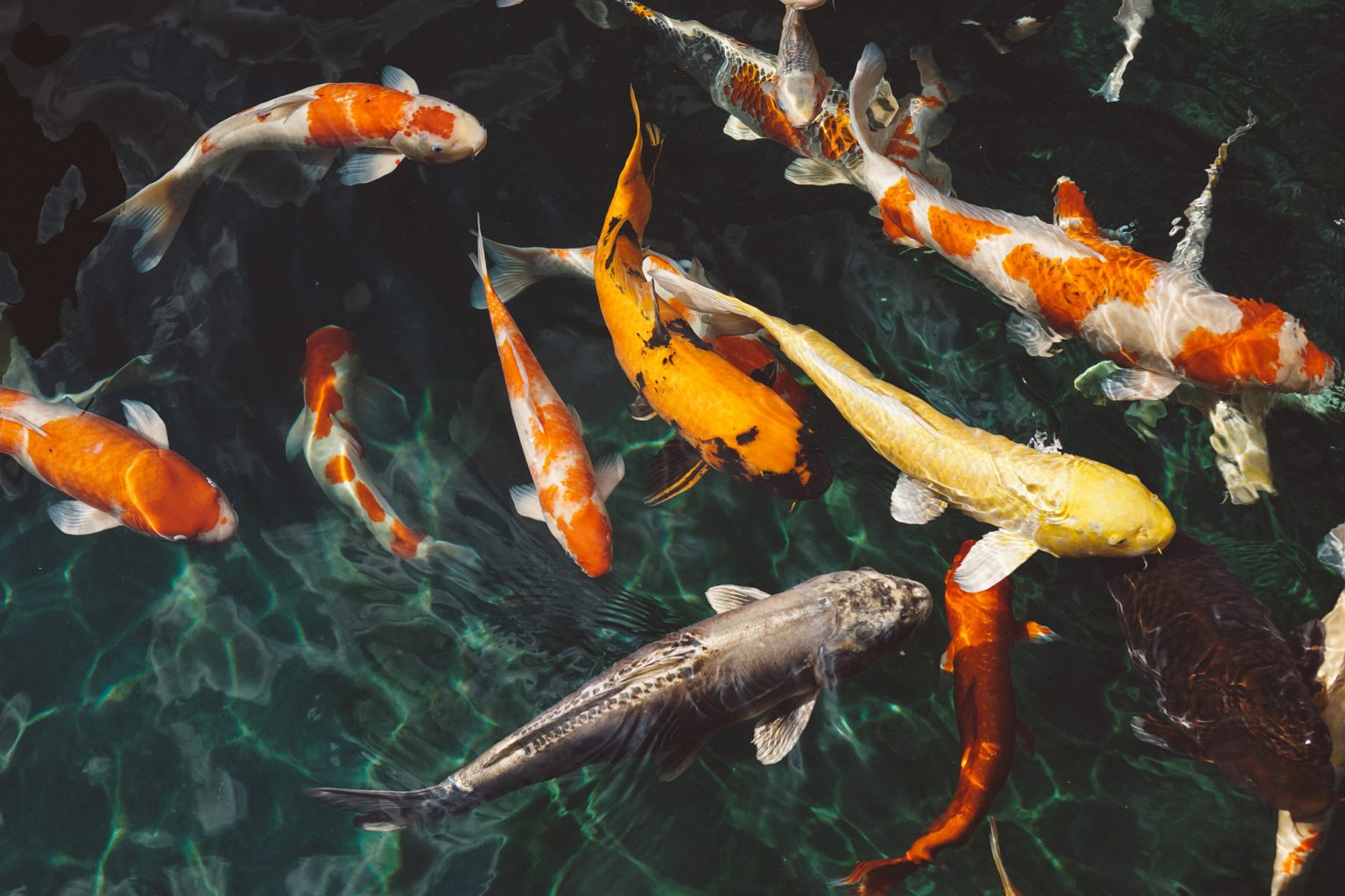 How Much Do Koi Fish Cost? YoyiPet