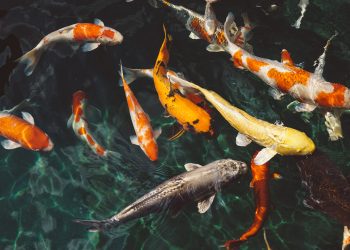 koi fish