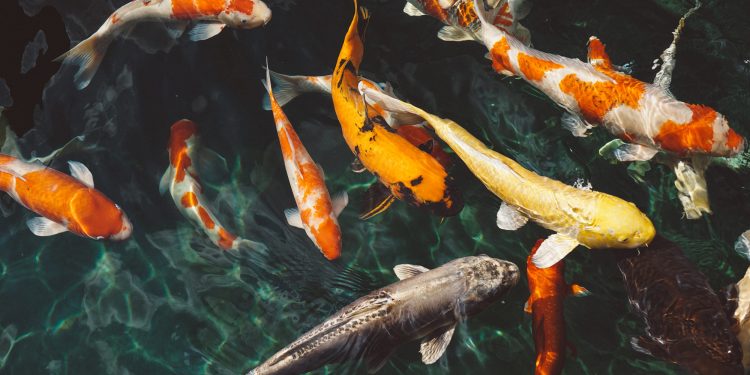 koi fish