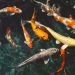 koi fish