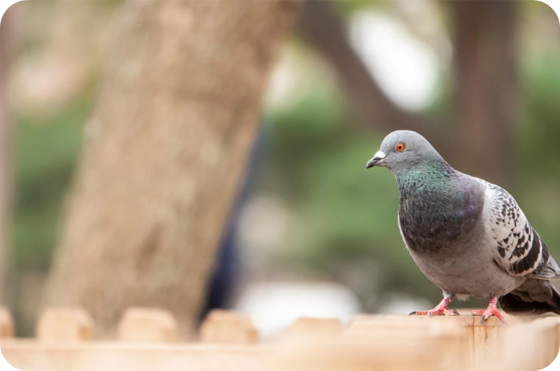 Where Do Bird Mites Hide? YoyiPet