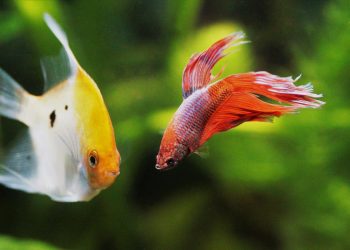 What fish can live with bettas