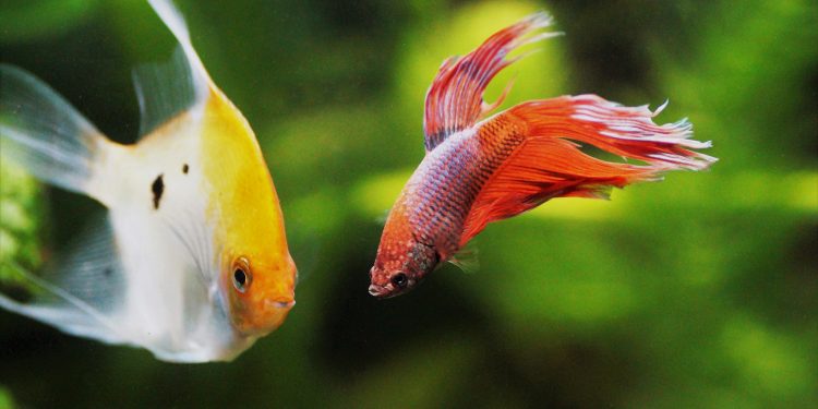 What fish can live with bettas