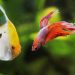 What fish can live with bettas