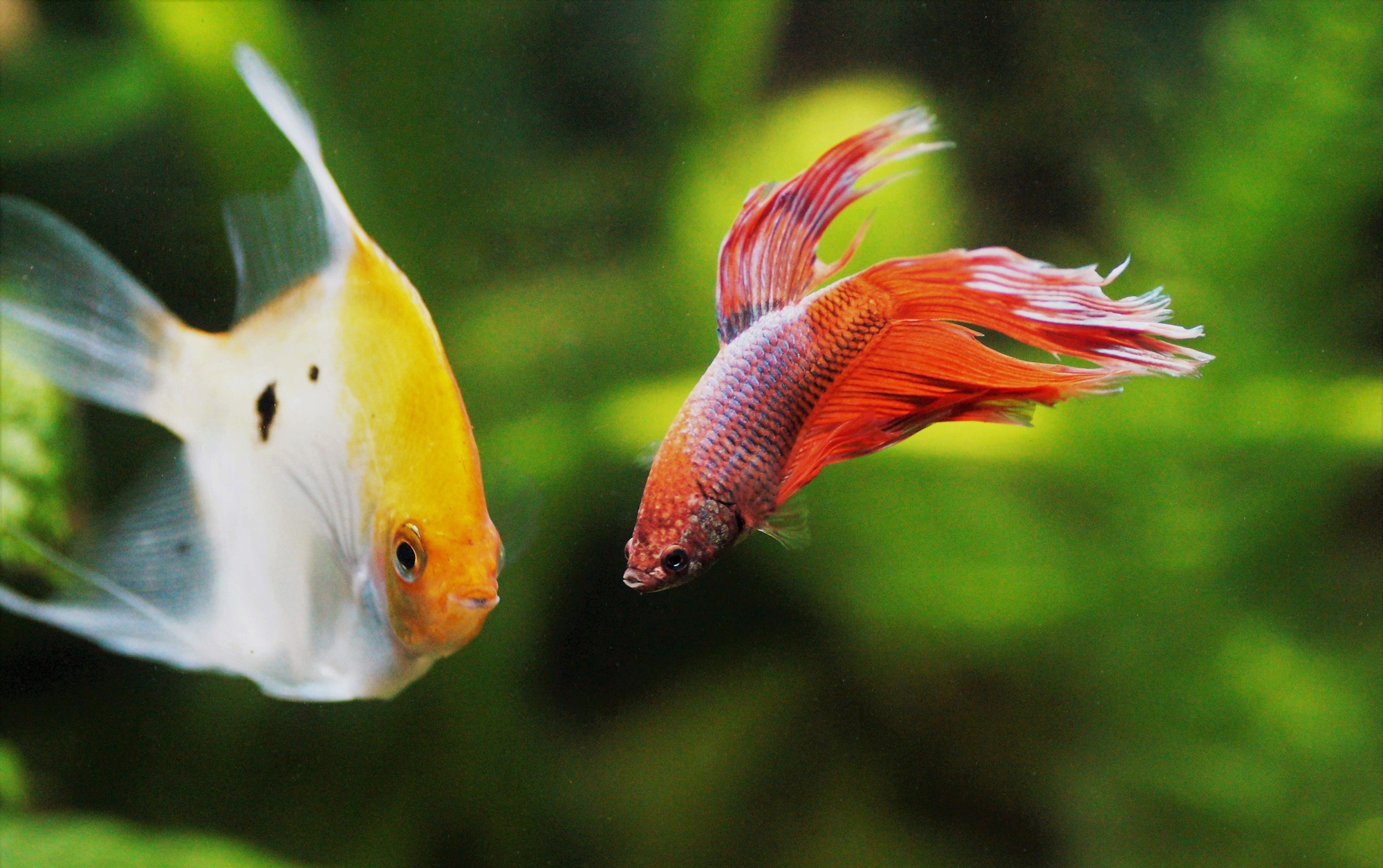 What fish can live with bettas