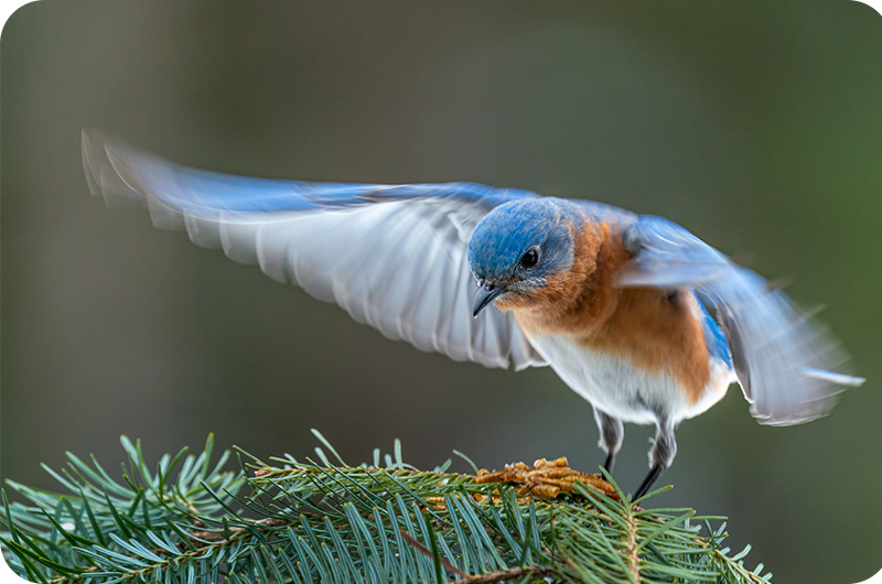 What Is Nevada's State Bird? | YoyiPet