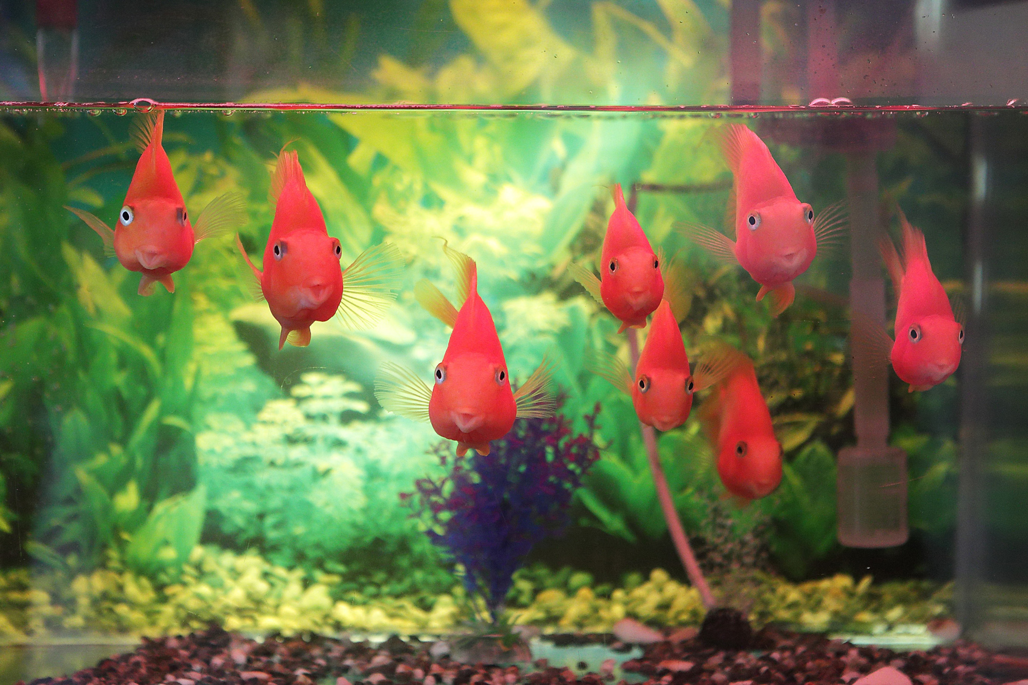 How many fish in a 10 gallon tank?