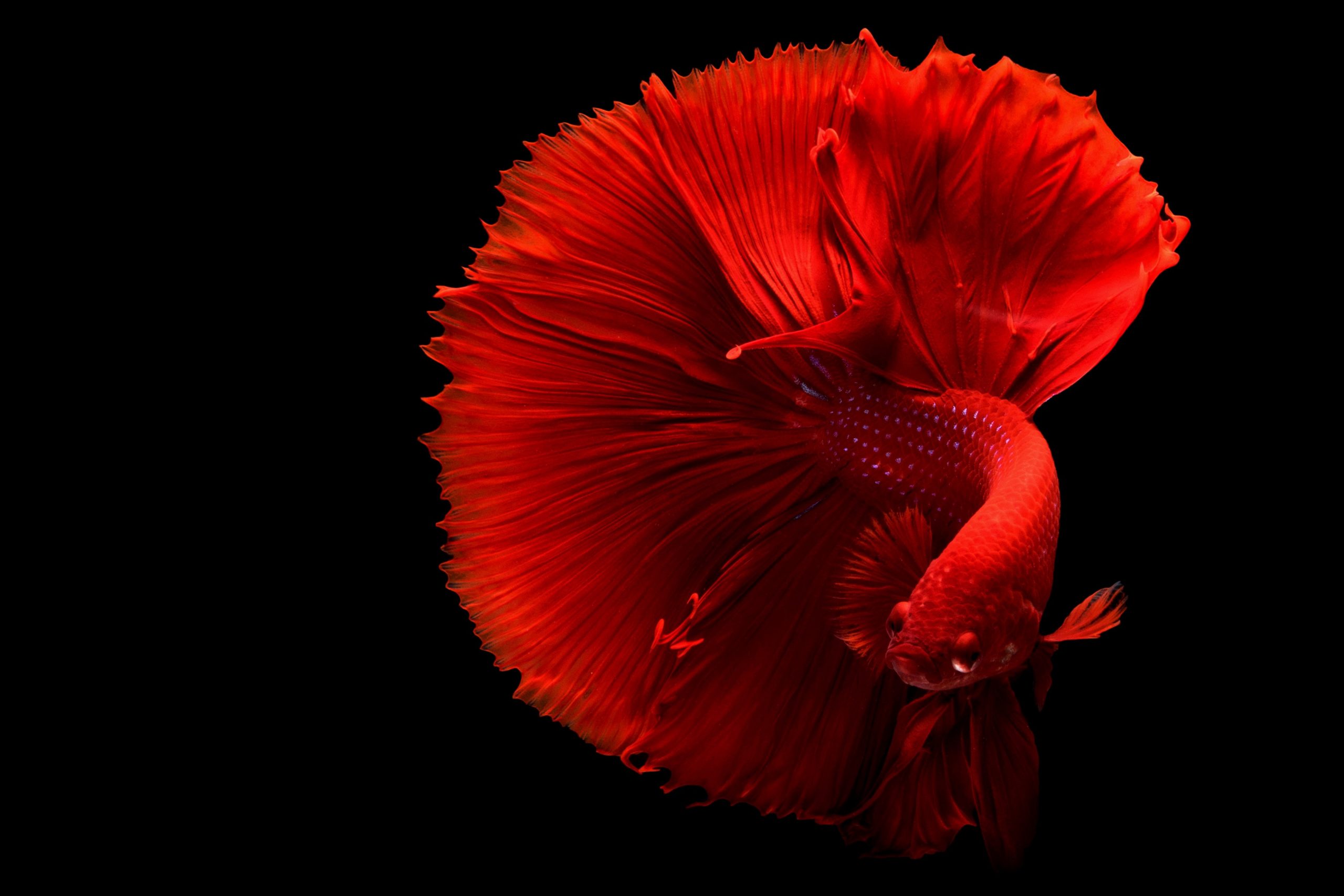 How to breed betta fish