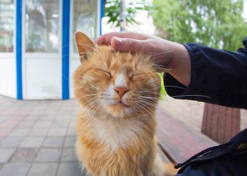 Why does my cat drool when I pet him?