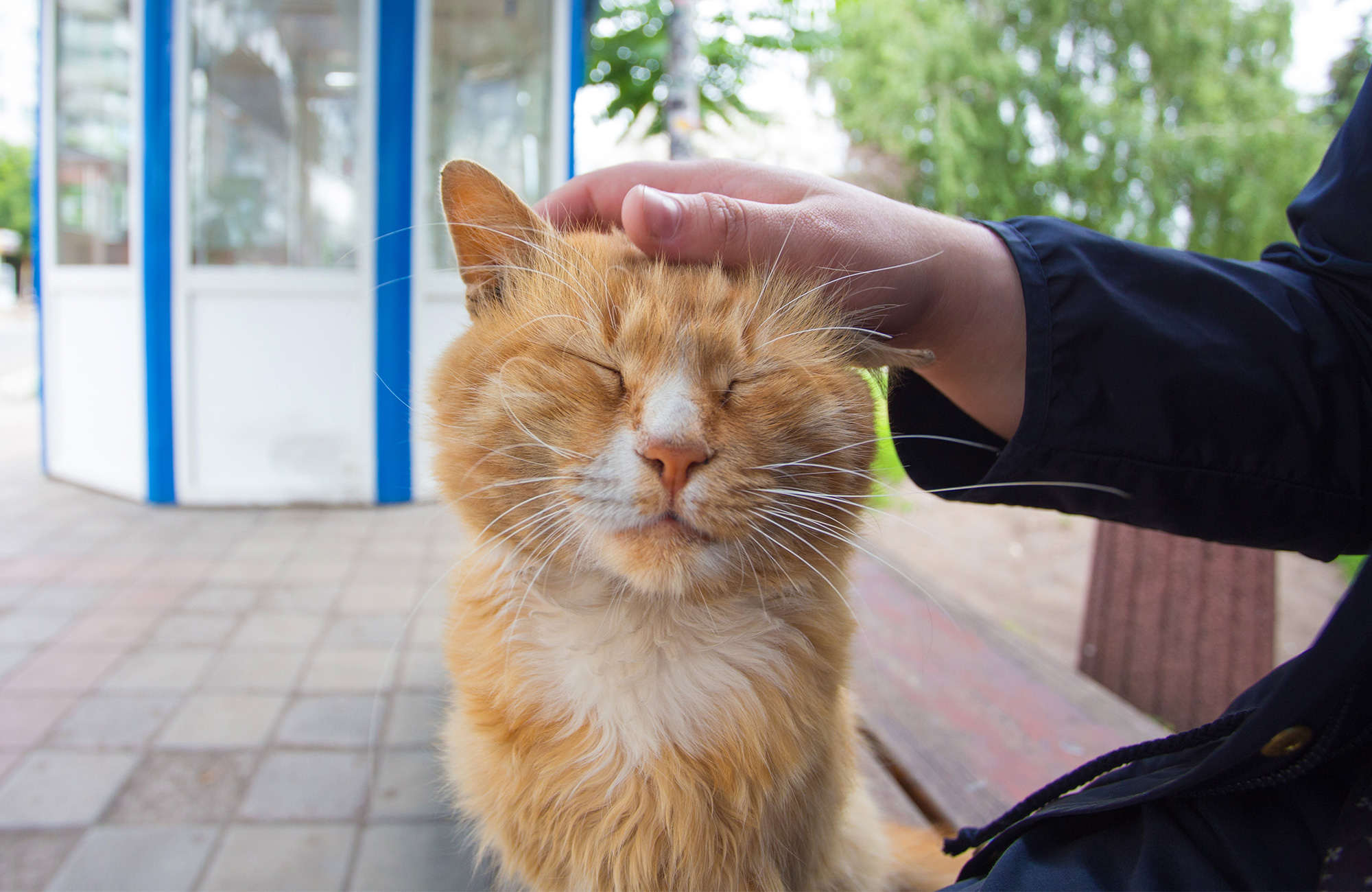 Why does my cat drool when I pet him?