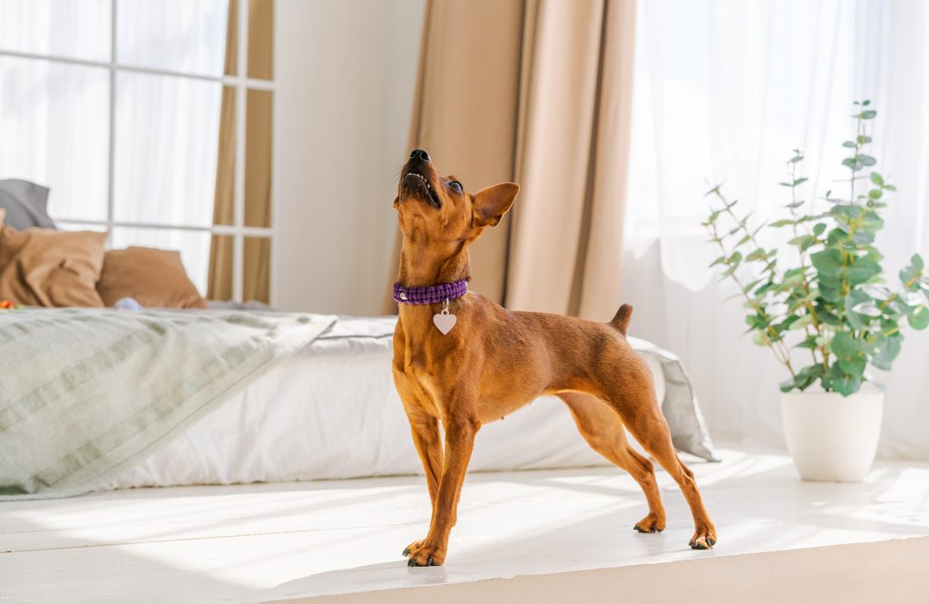 Why Does Dog Make Choking Noises? YoyiPet