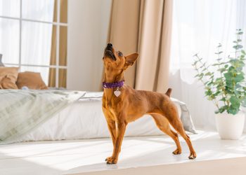 Why Does Dog Make Choking Noises?
