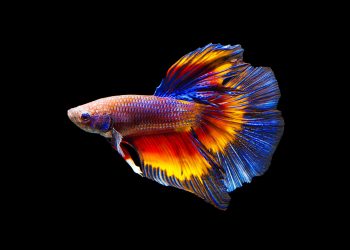 How often should you feed a betta fish?