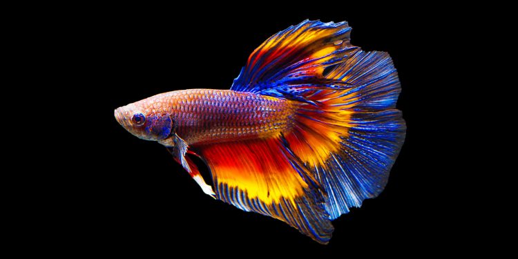 How often should you feed a betta fish?