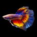 How often should you feed a betta fish?