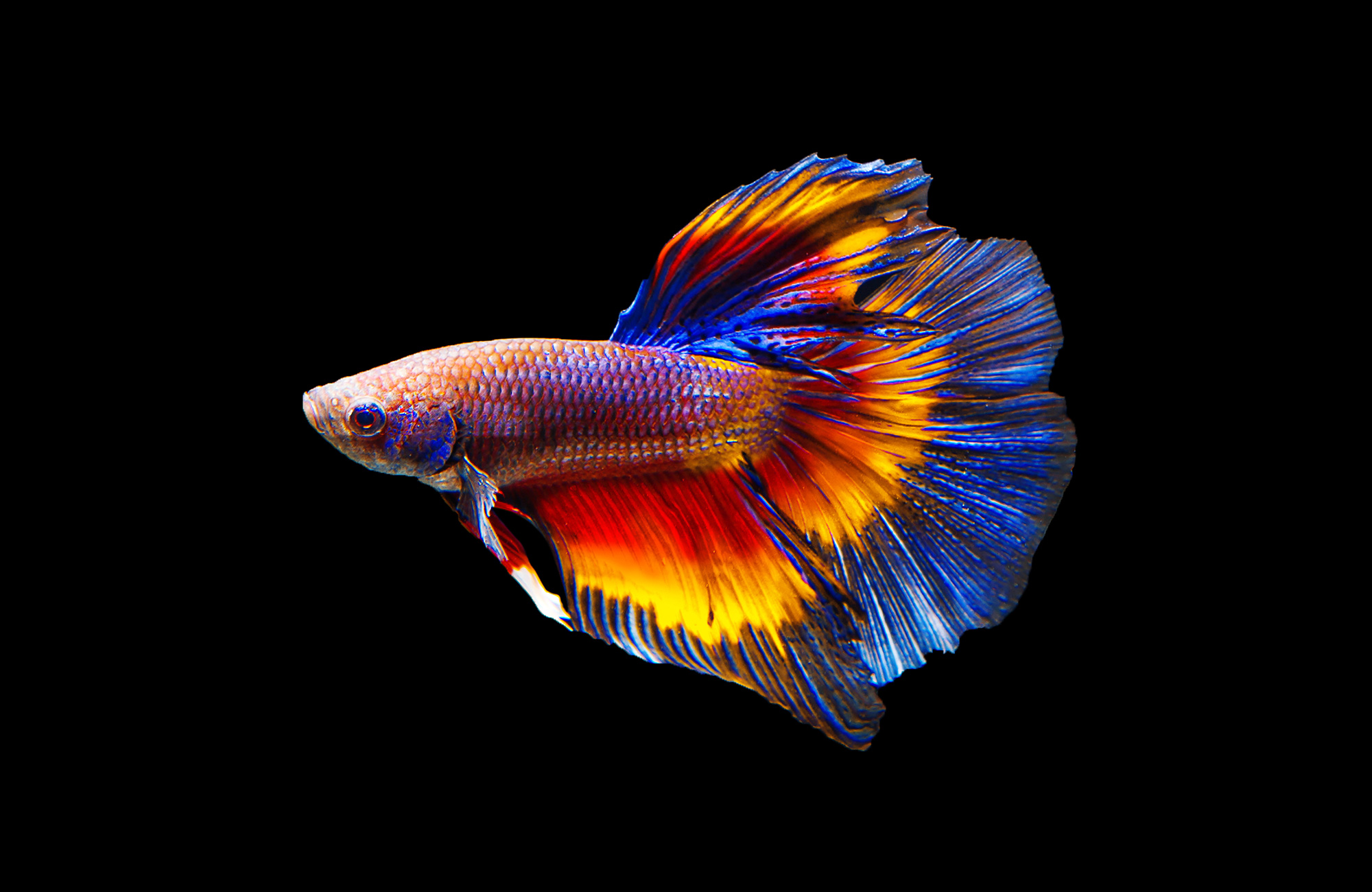 How often should you feed a betta fish?