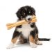 How To Dispose of Old Dog Bones?