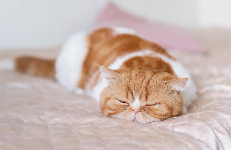 Why is my cat twitching?
