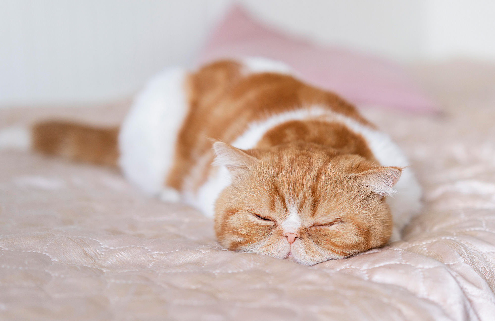 Why is my cat twitching?