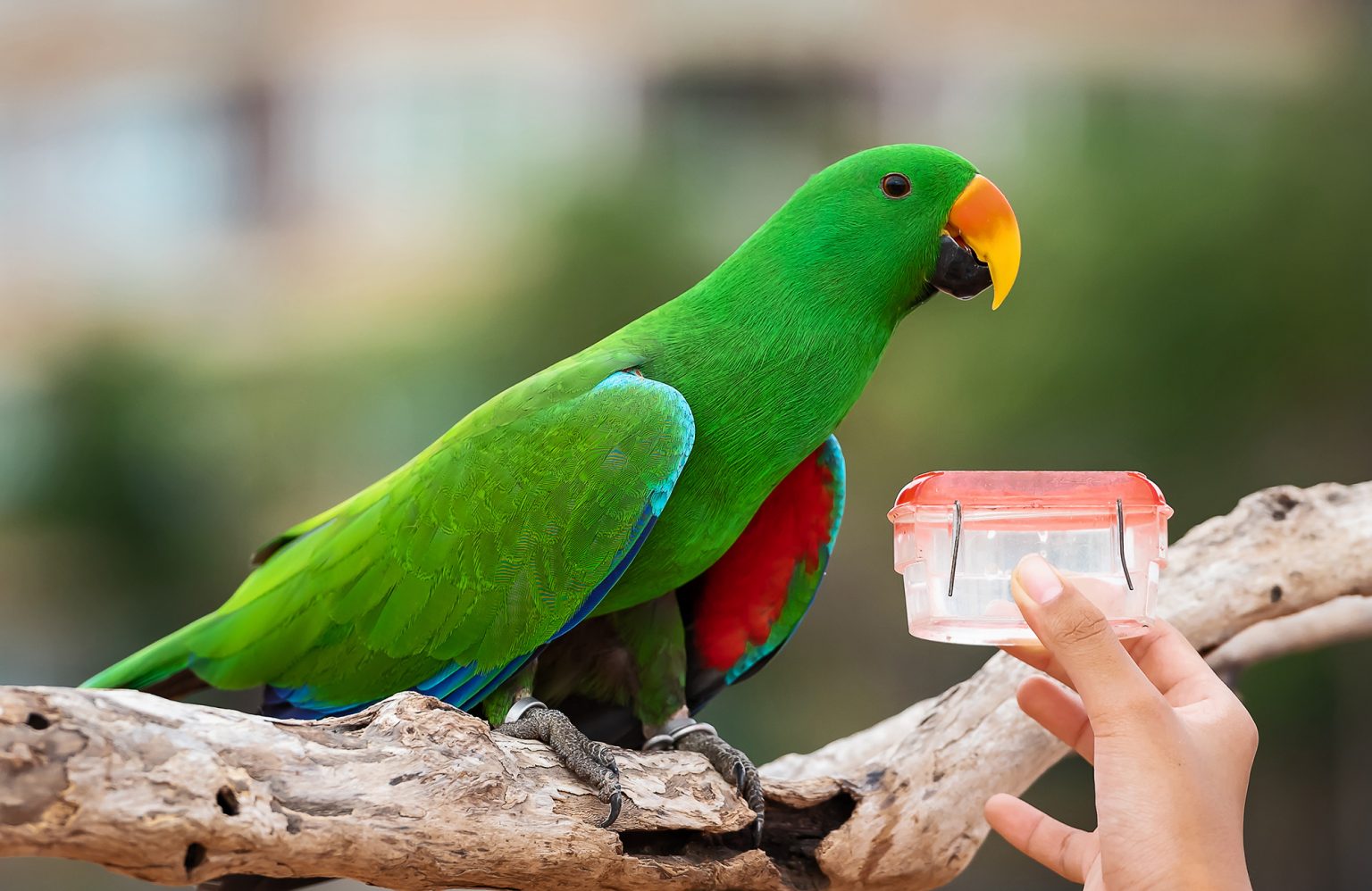 why-is-my-budgie-eating-but-not-drinking-water-yoyipet