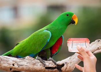 Why is my budgie eating but not drinking water?