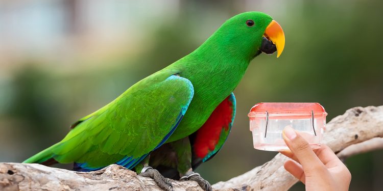 Why is my budgie eating but not drinking water?