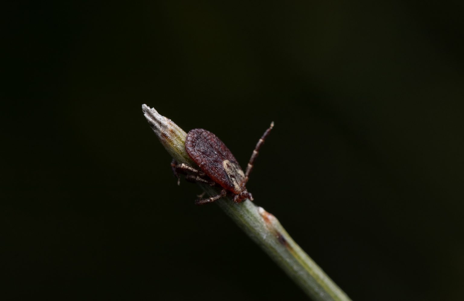 Where Do Bird Mites Hide? YoyiPet