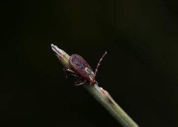 Where do bird mites hide?