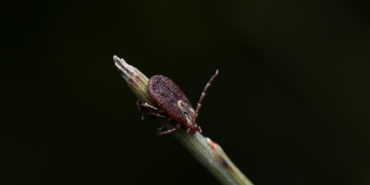 Where do bird mites hide?