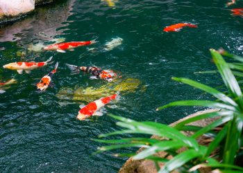 How much are koi fish?