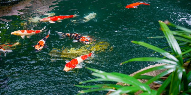 How much are koi fish?
