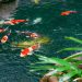How much are koi fish?